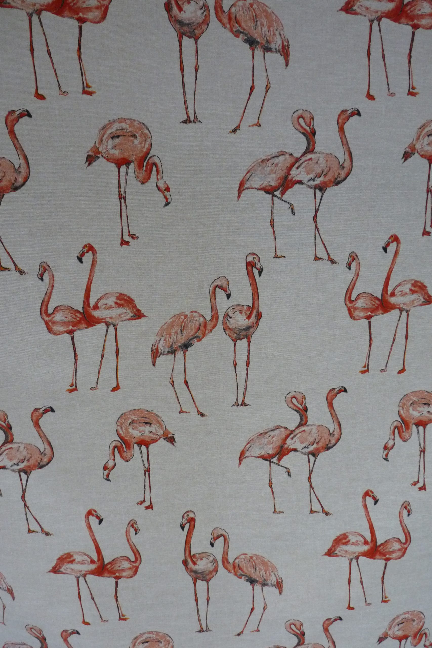Flamingos